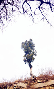一棵柏樹(shù)