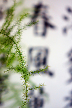 春風(fēng) 綠葉
