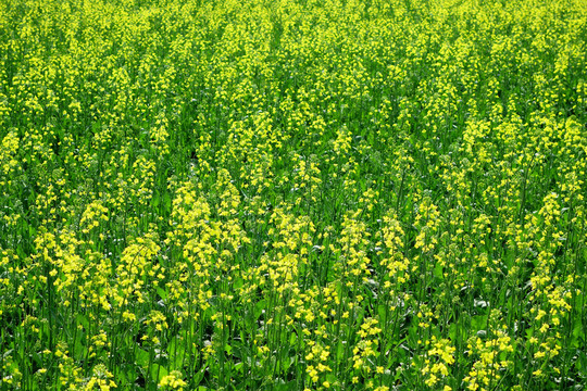 油菜花