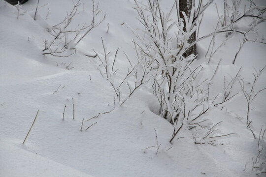 雪地 雪素材