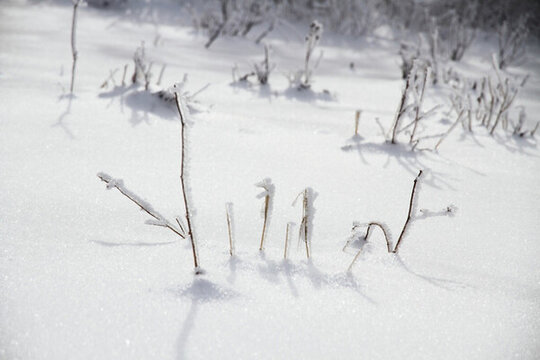 曠野 雪地