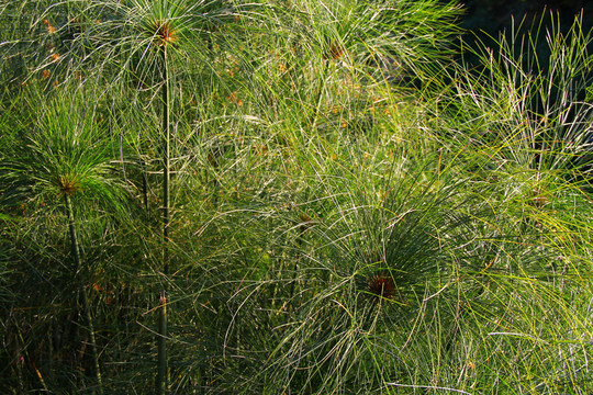 草本植物
