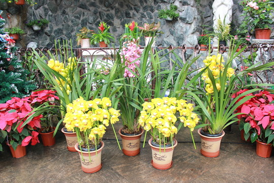 蘭花