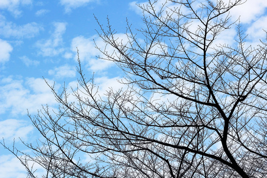 樹木天空