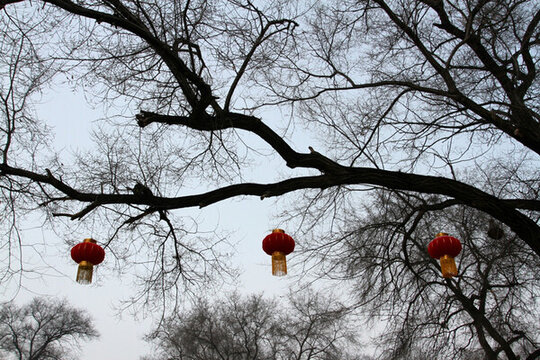 冬天 禿樹 紅燈