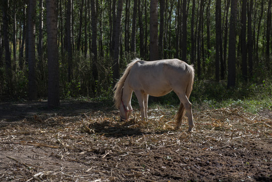 树林外吃草料的白马