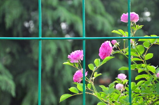 薔薇