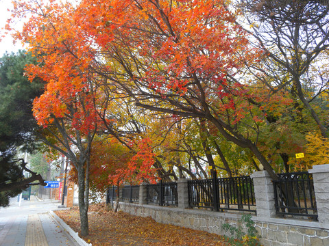 紅葉