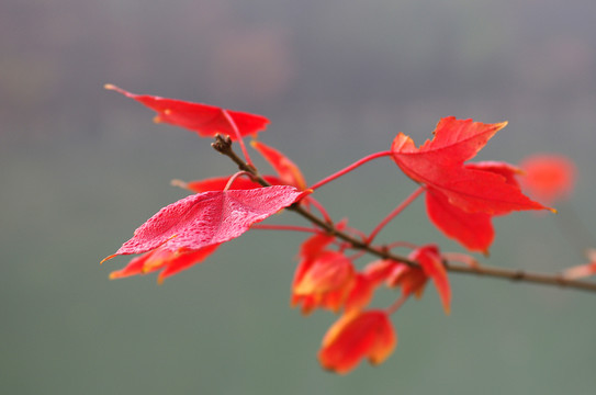 紅葉