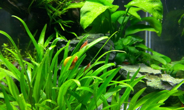 水草缸