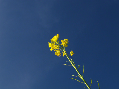 油菜花