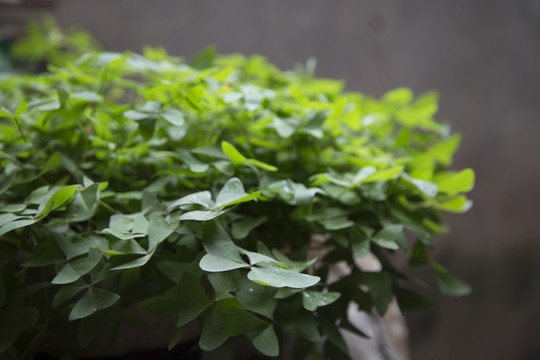 植物微距特寫(xiě)