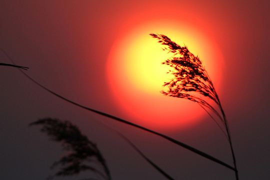 蘆花 夕陽