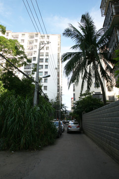 椰子樹 公路旁