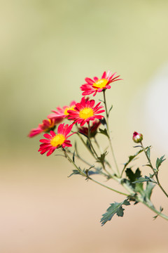 小花
