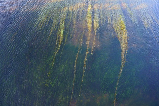 水草