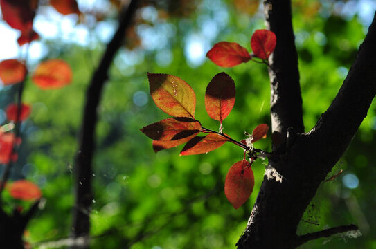 紅葉