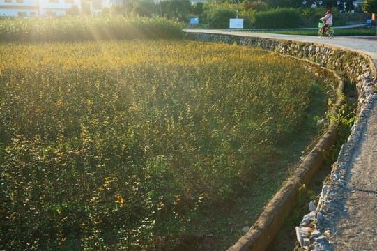 村路