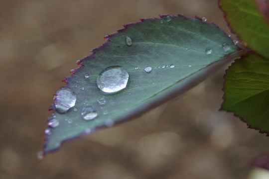 月季葉子 水珠