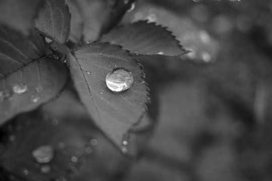 黑白 水珠 葉子
