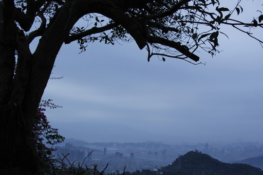 樹木剪影