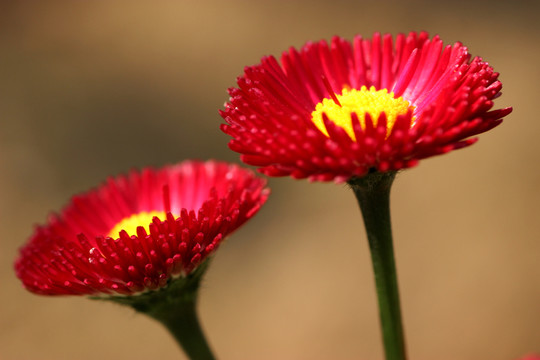 漂亮小花