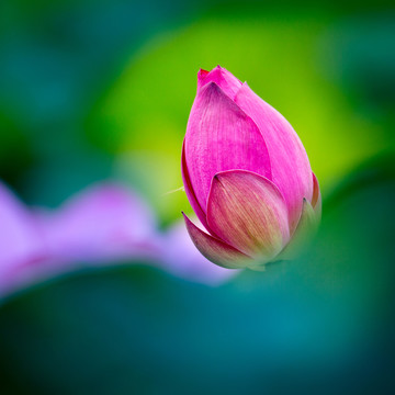 荷花特寫(xiě)