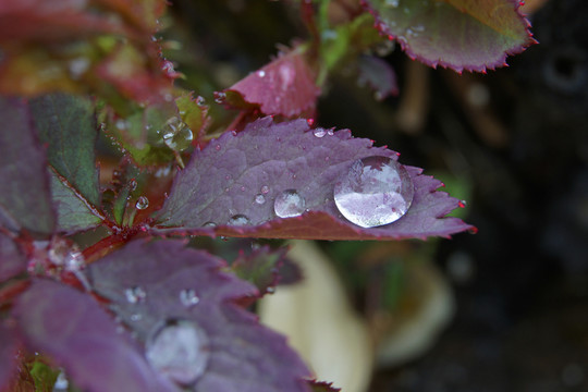 月季葉子 水珠