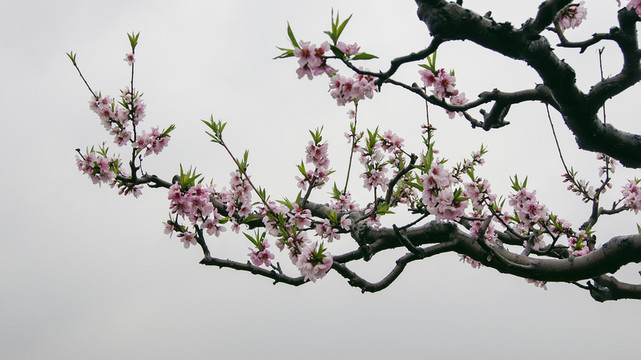 桃花枝 非高清