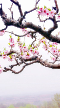 桃花枝 裝飾畫