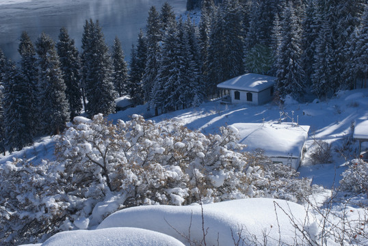 雪嶺云杉