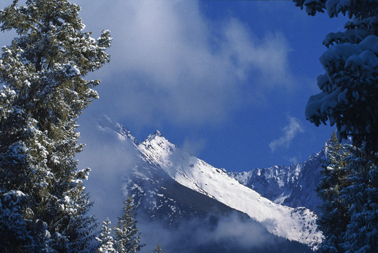 天山雪松