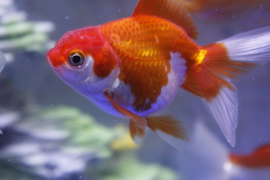 金魚 觀賞魚 獅子頭 錦鯉
