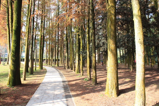 樹林