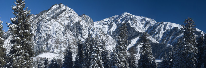 雪山松樹