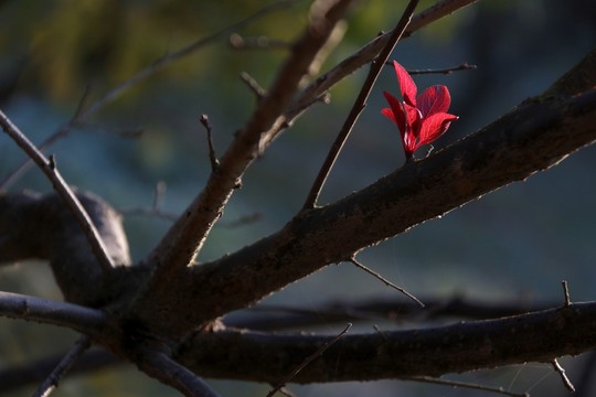 紅葉