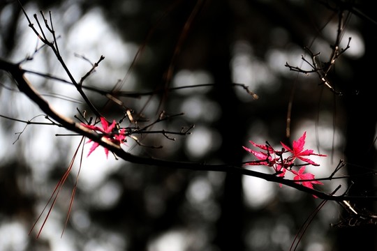 紅楓葉