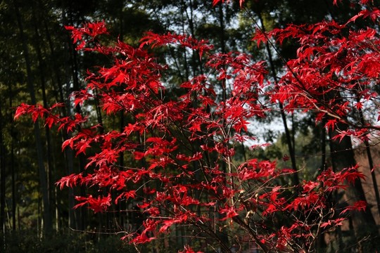 紅楓葉