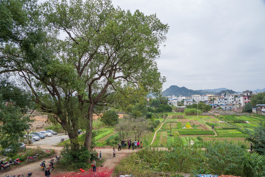 村口的樟樹