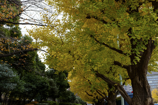 銀杏樹(shù)