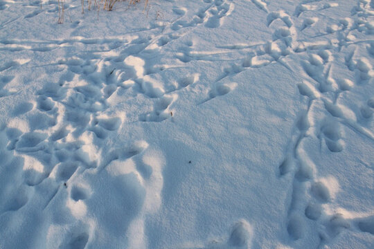 冬天 白雪 雪地 雪痕