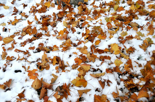 雪里落葉