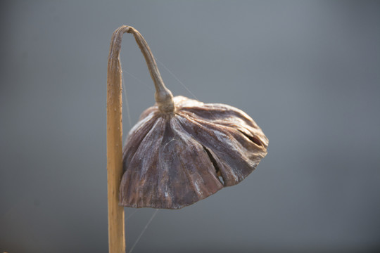 一只垂下的蓮蓬