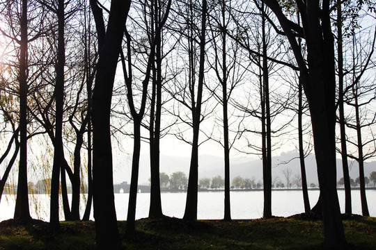 樹林 樹木 陽光 園林 景觀