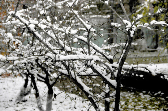 千樹萬樹梨花開 雪與樹
