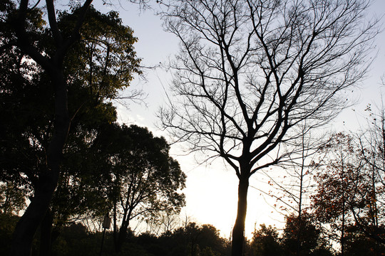 樹林 樹木 陽光 園林 景觀