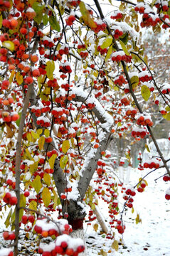 鴻運當(dāng)頭照 雪里紅海棠