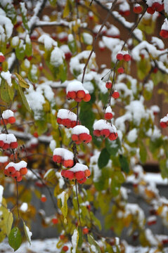 鴻運當(dāng)頭照 雪里紅海棠