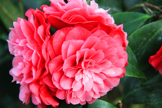 花卉 杜鵑花