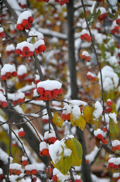 鴻運當(dāng)頭照 雪里紅海棠
